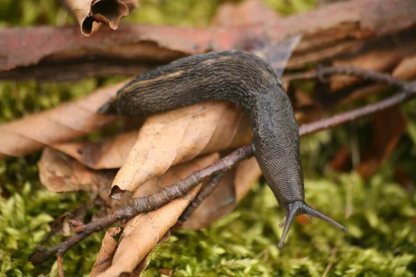 Helix Snail Mollusk Shell Animal — Stock Photo, Image