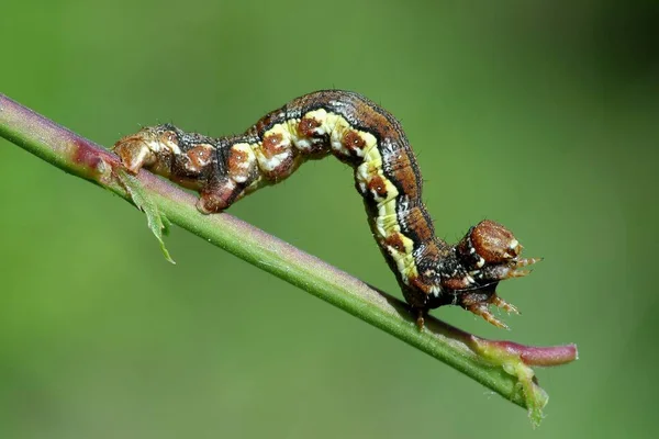 Rups Insect Kleine Worm — Stockfoto