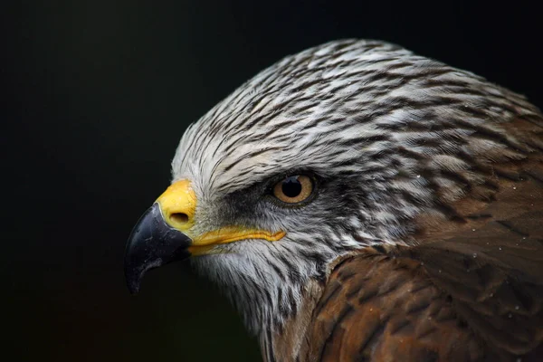 Schilderachtig Uitzicht Prachtige Vogel Natuur — Stockfoto