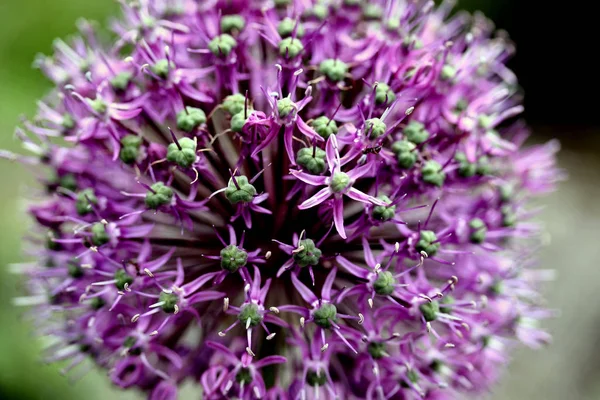 Flor Allio Flora Botánica — Foto de Stock