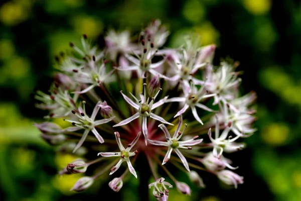 Alliumblume Botanische Flora — Stockfoto
