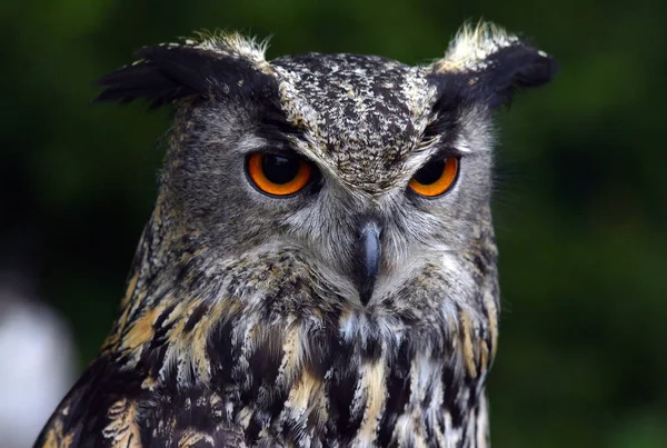 closeup view of eagle owl at wild nature