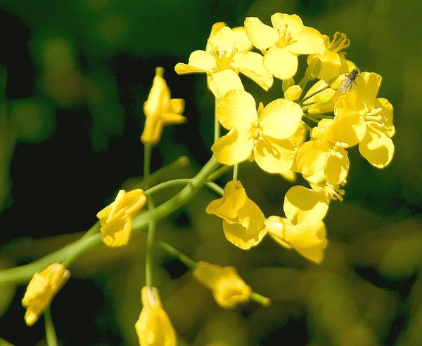 美丽的花朵 花卉概念背景 — 图库照片