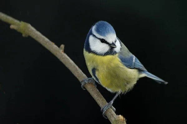 stock image scenic view of beautiful blue tit at nature