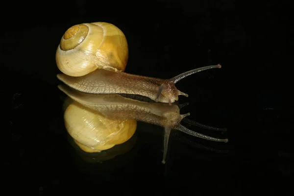 Elica Mollusco Chiocciola Animale Guscio — Foto Stock