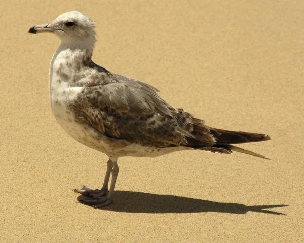 Mewa Ptak Natura Biały Szary Woda Morze Jezioro Ocean Siedzenie — Zdjęcie stockowe