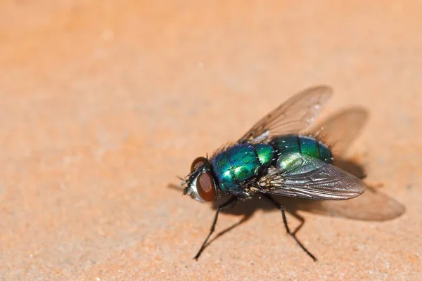 野生の自然界での虫の接近 — ストック写真