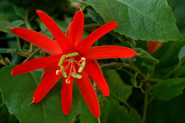 Passion Flower Flora Petals — Stock Photo, Image