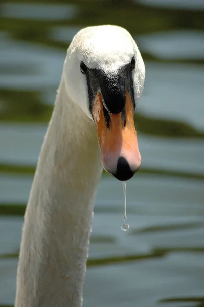 Schwan Mit Wassertropfen Auf Dem Schnabel — Stockfoto