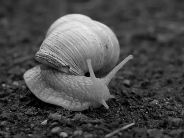 Helix Schneckenmollusk Muscheltier — Stockfoto