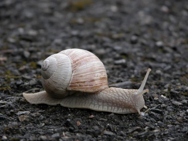 Hélice Mollusque Escargot Coquille — Photo