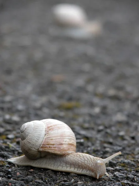 Caracol Descascado Gastropé Animal — Fotografia de Stock