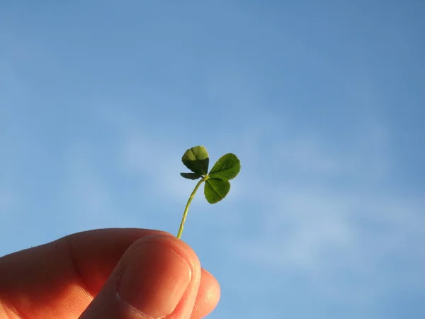 Jovem Segurando Uma Planta Verde Mão — Fotografia de Stock