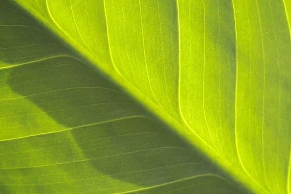 Struttura Una Foglia — Foto Stock