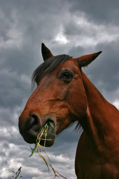 Times Used Rain Frein Moment Horse Threw Dirt Photo - Stock-foto