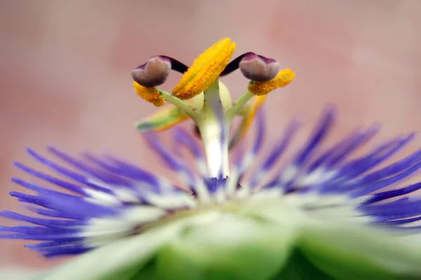 Het Midden Van Bloemen Zijn Zeer Prominente Voortplantingsorganen Meeldraden Littekens — Stockfoto