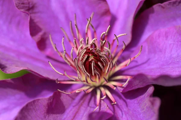 Лепестки Пурпурных Цветов Клематиса — стоковое фото