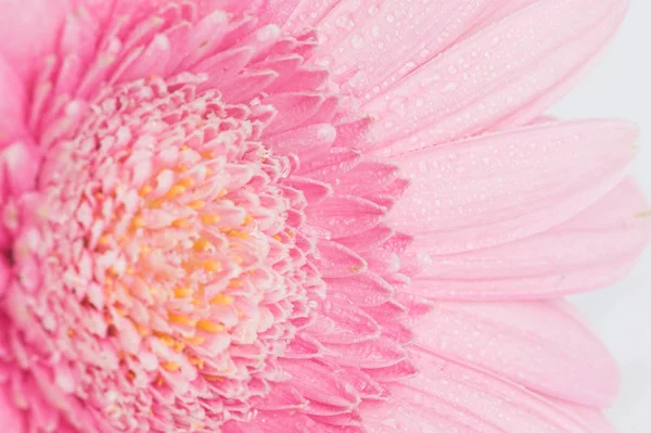 Pétales Gerbera Fleuris — Photo