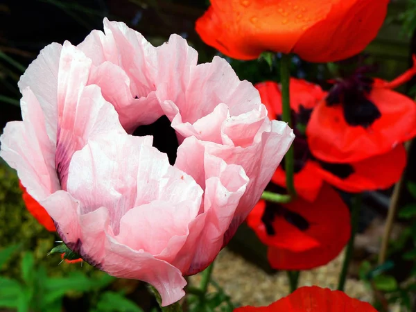 Vista Cerca Hermosas Flores Amapola Silvestre — Foto de Stock