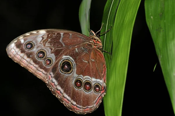 Kelebeğe Doğal Ortamında Yakın Çekim Yabanilik Konsepti — Stok fotoğraf
