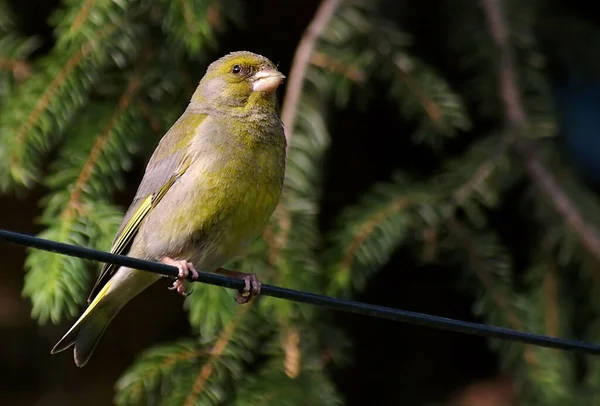 Uccello Tema Pittoresco Colpo — Foto Stock