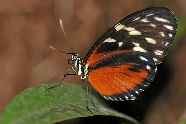 Nahaufnahme Von Wanzen Der Wilden Natur — Stockfoto