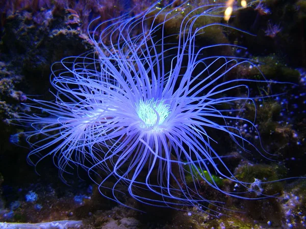 水族館に展示されている蛍光水中植物 だから私は何分も見て魅了されました そしてほとんど写真を忘れて — ストック写真