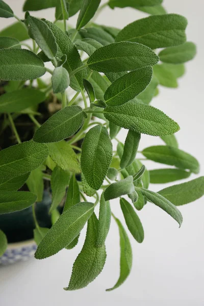 食物的特写 有选择的重点 — 图库照片