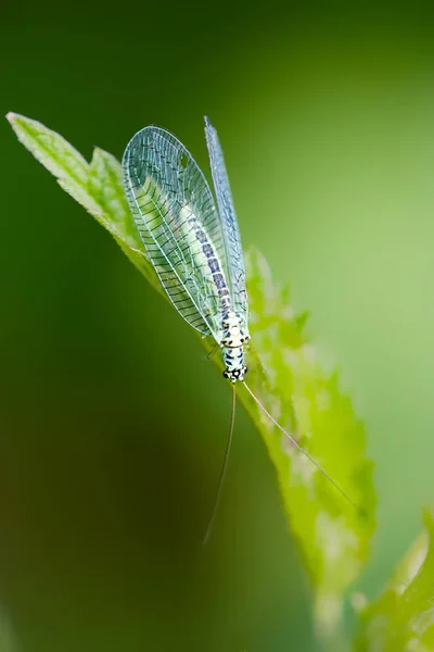 Nahaufnahme Von Wanzen Der Wilden Natur — Stockfoto