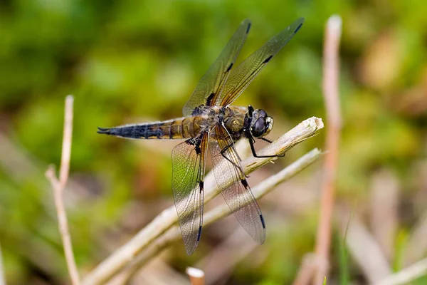 Naturinsekt Libelle Odonata Fly — Stockfoto