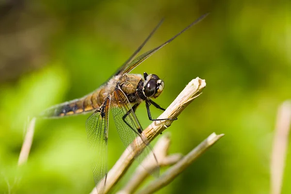Natuur Insect Libelle Odonata Vlieg — Stockfoto