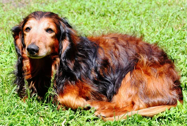 Este Típico Dachshund Prueba Que Todavía Puede Ser Hermoso Incluso — Foto de Stock