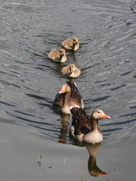 Malowniczy Widok Piękną Gęś Greylag — Zdjęcie stockowe