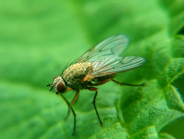 Esta Foto Una Mis Fotos Macro Más Bellas Exitosas Xxl — Foto de Stock