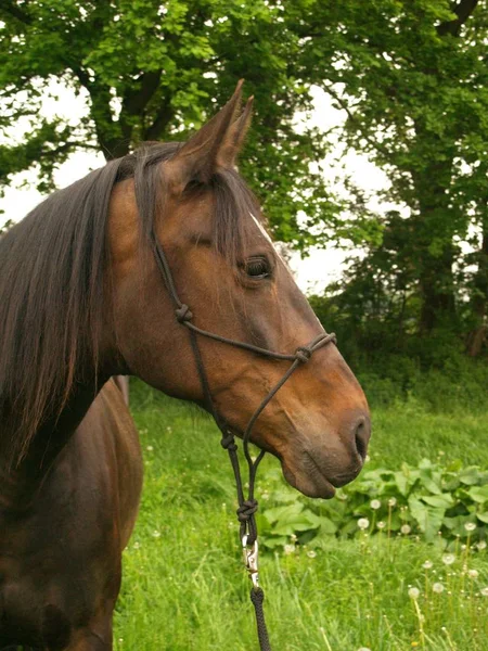 cute horse at wild nature