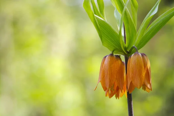 Kwitnąca Korona Cesarska Ogrodzie — Zdjęcie stockowe