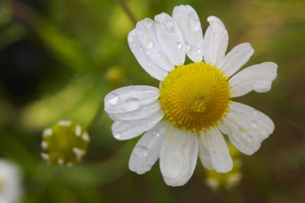 chamomile filed flowers, summer flora