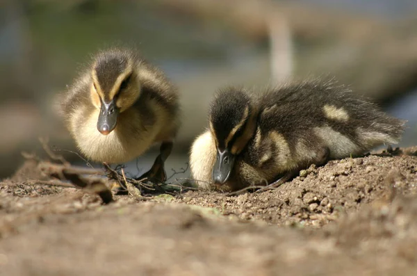 Observação Pássaros Tiro Pato Natureza Selvagem — Fotografia de Stock