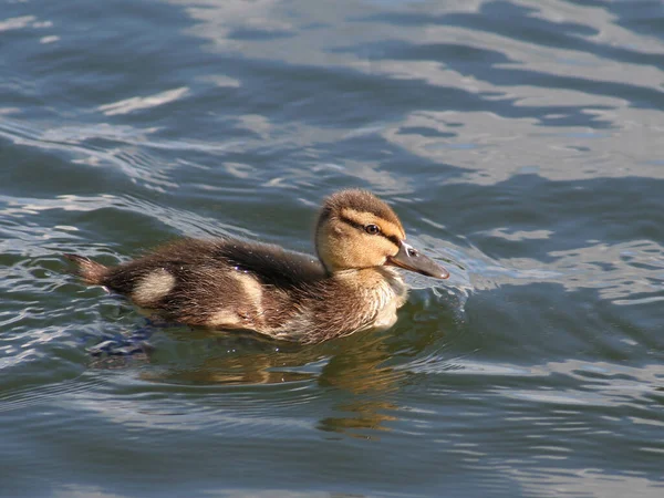 Picturesque Bird Theme Shot — Stock Photo, Image