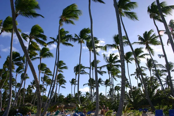 Palms Wind — Stock Photo, Image