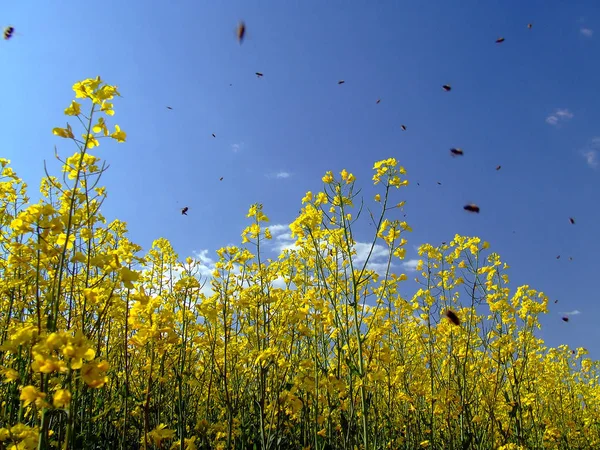 Vista Cerca Los Insectos Naturaleza — Foto de Stock