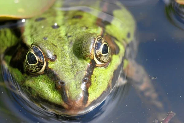 Obojživelné Zvíře Divoká Žába — Stock fotografie