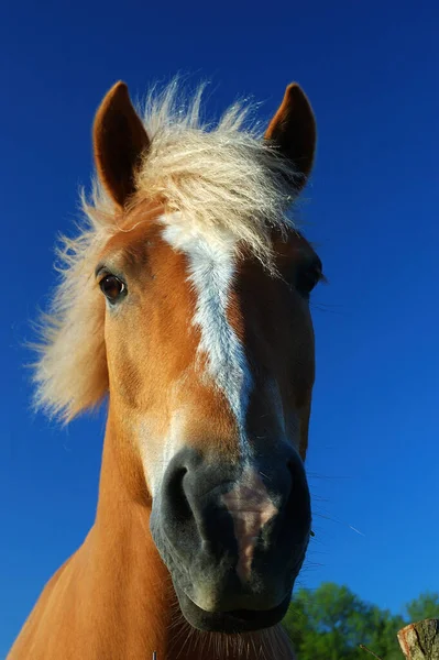 Roztomilý Kůň Divoké Přírodě — Stock fotografie