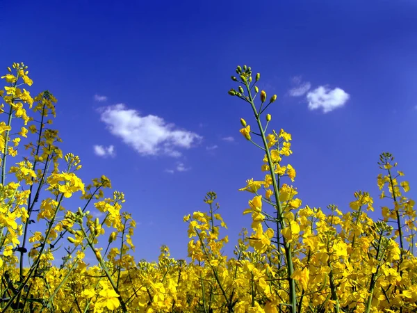 Agriculture Champ Colza Plantes Jaunes — Photo