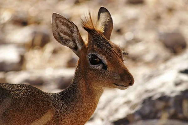 Olho Olho Com Antílope Dik Dik Menor Antílope África Dik — Fotografia de Stock