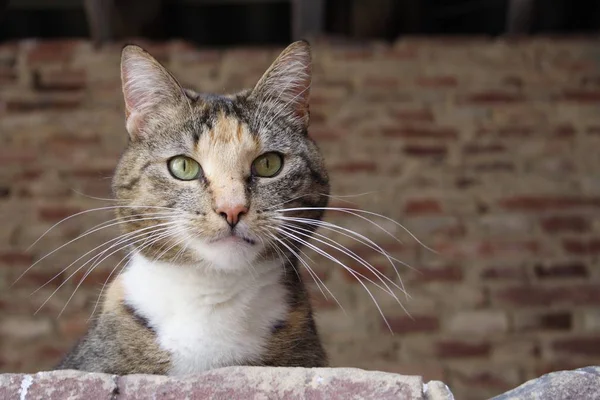 Porträt Einer Süßen Katze — Stockfoto