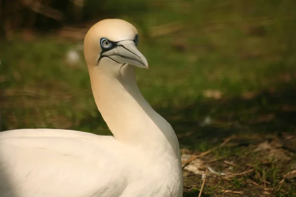 Pemandangan Indah Burung Alam — Stok Foto