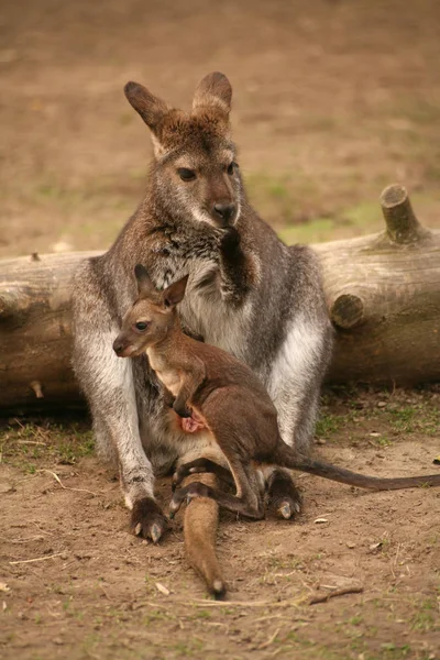 Animal Canguru Mamífero Australiano — Fotografia de Stock