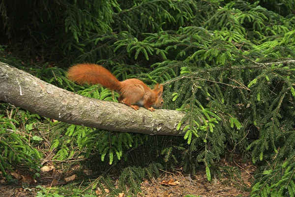 Niedliches Eichhörnchen Lustiges Nagetier — Stockfoto