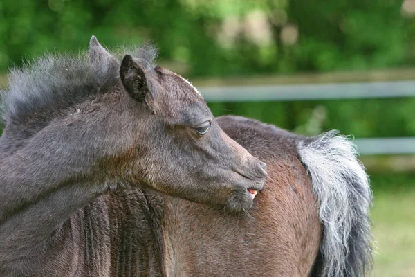 Horse Animal Nature Fauna — Stock Photo, Image